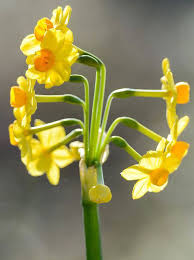 Arrangement of flowers on the twig or stem is called inflorescence. Daffodil Sprouts 10 Flowers From A Single Stem In Spring Sunshine Uk News Express Co Uk