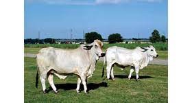 Electrocardiographic studies reveal abnormalities of cardiac conduction. Improving Brahman Cattle For Meat Quality