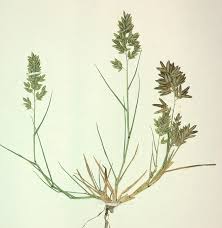Image result for Eragrostis ciliaris