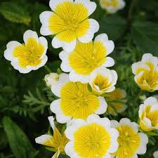 Image result for Thunbergianthus muloloensis