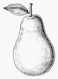 Hand Drawn Fresh Pear Fruit Transparent Png Free Image By Rawpixel Com Fruit Sketch How To Draw Hands Pear Drawing