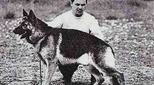 Chonino era un ovejero alemán nacido el 4 de abril de 1975. La Historia De Chonino El Ovejero Aleman Que Inspiro El Dia Nacional Del Perro En Argentina Ciudadanos La Voz Del Interior