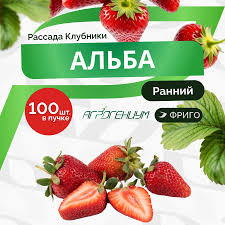 Выбор и покупка рассады клубники — это важный этап, от которого зависит успех всего процесса выращивания