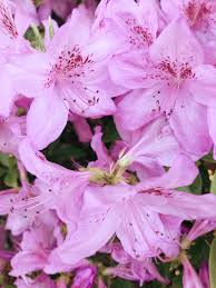 Take a beautiful bouquet of lilies along on a date or surprise them with a delivery of fragrant pink lily flowers on an anniversary. Korean Azalea K Paper