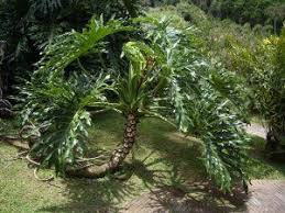Pin By Paul Masson On Plants Philodendron Plant Trees To Plant Philodendron