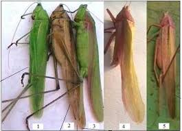 Image result for Ruspolia sp. no. 1 (Biegel 5407)