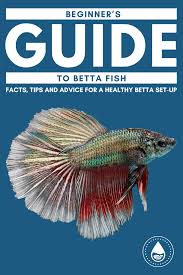 Beginner S Guide To Betta Fish Facts Tips And Advice For A Healthy Betta Set Up In 2020 Betta Fish Betta Fish