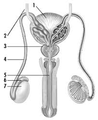 In this video i'm going to draw diagram of human male reproductive system , step by step and very easily in few minutes , human male reproductive system. The Diagram Given Shows The Male Urinogenital System Of A Human Being Study The Diagram And Answer The Questions That Follow I Label The Parts Numbered 1 To 8 Ii Name