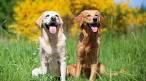 Labrador Retriever vs Golden Retriever - Which Breed Is Best?