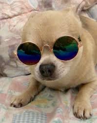 Tiniest Glasses On The Tiniest Chihuahua Dog Glasses Funny Dog With Glasses Spoiled Dogs