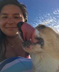 Corgi having fun at Lanikai Beach