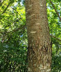 Each tree has one or more photos and a brief geographic description as well as a range map that can be viewed by map of juniperus occidentalis. Species Spotlight Black Cherry Three Rivers Park District