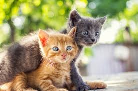 Newborn kittens are extremely adorable, but they can be a lot of work. Free Cat Kitten Adoptions In Maryland During July Across Maryland Md Patch