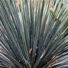 Image result for Dasylirion