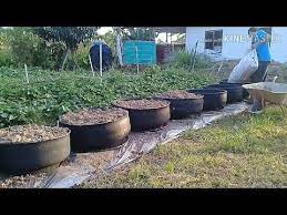 Ubi jalar mengandungi pelbagai mineral dan vitamin termauk kalium, beta karoten, dan vitamin c. Cara Tanam Sayur Ubi Manis Dalam Tayar Ubi Keledek Youtube In 2021 Outdoor Decor Plants Mani
