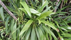 Image result for Cordyline stricta