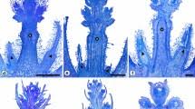 Image result for Rhytachne subgibbosa