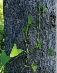 From what i can tell it's a pretty invasive plant. Alert New Mile A Minute Infestation Found In Woodstock Catskill Center