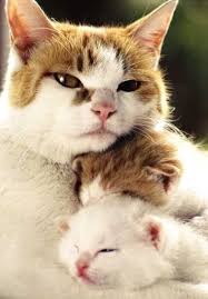 What A Good Mommy Cute Animals Kittens Cutest Cats