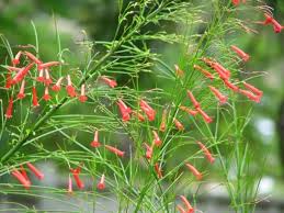 Drought and powdery mildew, containers will grow in shade though plants should be spaced but avoid. Pin On Shade Plants For Austin Tx Zone 8