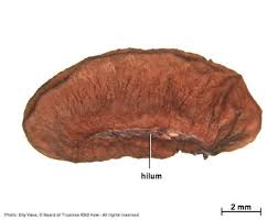 Image result for Canthium oligocarpum