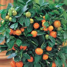 Citrus fruits are a big family that has been cultivated and bred in the east for many centuries. Gurney S 3 In Pot Calamondin Dwarf Orange Citrus Live Potted Tropical Plant White Flowers To Orange Fruit 1 Pack 13885 The Home Depot Calamondin Orange Tree Citrus Trees Fruit Trees