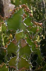 Image result for Euphorbia cooperi