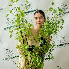 Груша пирамидальная самоплодная Татьяна купить, цена 709 руб. Фото, отзывы,  описание