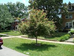 Wander with austin through our little forest to discover a fabulous landscape tree, wildfire black gum tupelo! Plantfiles Pictures Nyssa Blackgum Pepperidge Sour Gum Tupelo Wildfire Nyssa Sylvatica By Viburnumvalley