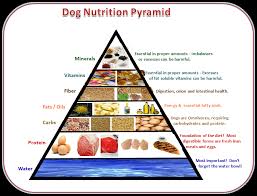 Dog Food Analysis With Diet Tips And Facts About A Dogs Health