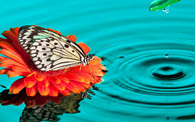 Berlangganan untuk mendapatkan 40 foto eksklusif. Wallpaper Kupu Kupu Cynthia Subgenus Butterfly Insect Moths And Butterflies Orange 62897 Wallpaperuse