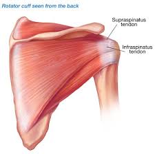 Muscles in turn move bones by pulling on the tendons. How Can Calcium Granules In The Tendons Of The Shoulder Hurt So Much All You Need To Know About Calcifying Tendonitis Shoulder Elbow
