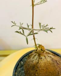 Image result for Cyphostemma montanum