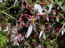 Image result for Galiniera saxifraga