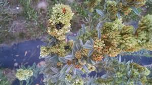 Small white flowers gradually turn brown. Lespedeza Capitata Round Headed Bush Clover Per Oz Michigan Wildflower Farm