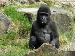 These ladder brands are little giant, gorilla, and werner ladders. Pin By Levi Lovinglady On Tierwelt Gorillas Silverback Animals Gentle Giant