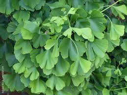 Image result for Ginkgoaceae