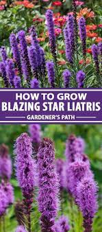 How To Plant And Grow Blazing Star Liatris Spicata Gardener S Path Liatris Purple Perennials Purple Flowers Garden