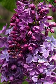 Pin On Hydrangea