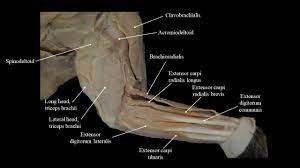 Domestic cat anatomy cat hind leg bone anatomy cinderpelt bones of the cat all about s skeleton all our info on cats bones. Cat Musculature Atlas Of Comparative Vertebrate Anatomy