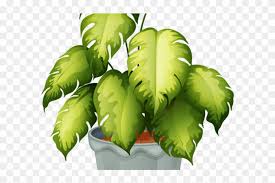 We did not find results for: Potted Plants Clipart 3 Leaf Non Flowering Plants With Names Png Download 930639 Pikpng