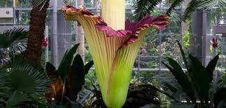 Flores Impresionantes Peligro Extincion Flores Inusuales Flor Cadaver Flores Bonitas