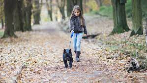 Definition of naics code 812910: Pets For Kids With Adhd Understood For Learning And Thinking Differences