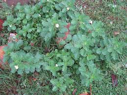 Image result for Pedalium murex