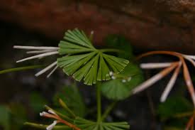 Image result for Actiniopteris dimorpha