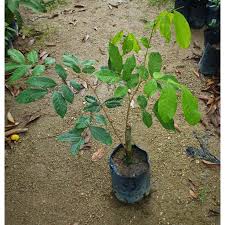 Akhir sekali, pak long menyiram anak pokok. Anak Pokok Rambutan Anak Sekolah Kahwin Shopee Malaysia
