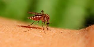 ¿cómo podemos deshacernos de ellos definitivamente? Remedios Caseros Para Prevenir Los Mosquitos En Casa