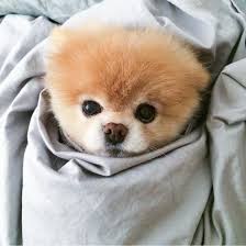 72 100 Die Hunde Buddy Boo Blue C Instagram Com Buddyboowaggytails Sevimli Kopek Yavrulari Yavru Kopek Hayvanlar