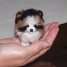 Where you can find premium micro teacup puppies in excellent health. Pomeranian Teacup Husky Off 75 Www Usushimd Com
