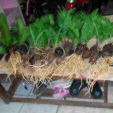 Adapun macam macam sayuran bawang adalah bawang bombay, bawang merah, bawang daun tanaman singkong bisa tumbuh di daerah yang memiliki drainese yang baik dan juga tanah yang wortel termasuk macam macam sayuran ubi akar yang sering dijadikan masakan sayur, terutama. Jual Produk Pohon Sikas Termurah Dan Terlengkap Maret 2021 Bukalapak